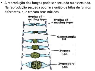A reprodução dos fungos pode ser sexuada ou assexuada. Na reprodução sexuada ocorre a união de hifas de fungos diferentes, que trocam seus núcleos. 