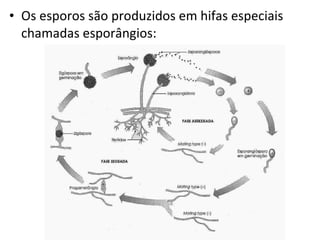 Os esporos são produzidos em hifas especiais chamadas esporângios: 
