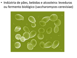 Indústria de pães, bebidas e alcooleira: leveduras ou fermento biológico (saccharomyces cerevisiae) 