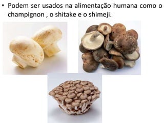 Podem ser usados na alimentação humana como o champignon , o shitake e o shimeji. 