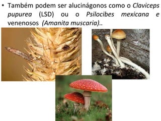 Também podem ser alucinágonos como o  Claviceps pupurea  (LSD) ou o  Psilocibes mexicana e  venenosos  (Amanita muscaria).. 