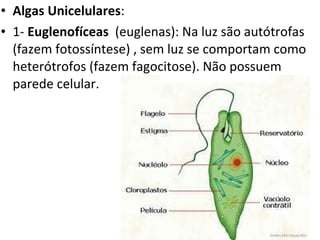 Algas Unicelulares : 1-  Euglenofíceas   (euglenas): Na luz são autótrofas (fazem fotossíntese) , sem luz se comportam como heterótrofos (fazem fagocitose). Não possuem parede celular. 