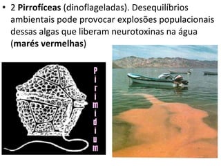 2  Pirrofíceas  (dinoflageladas). Desequilíbrios  ambientais pode provocar explosões populacionais dessas algas que liberam neurotoxinas na água ( marés vermelhas ) 