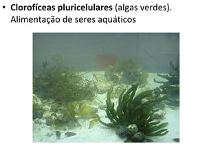 Clorofíceas pluricelulares  (algas verdes). Alimentação de seres aquáticos 