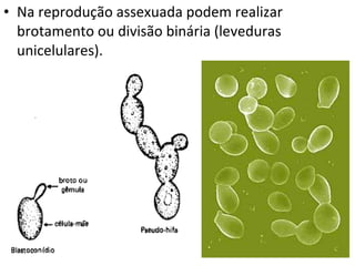 Na reprodução assexuada podem realizar brotamento ou divisão binária (leveduras unicelulares). 