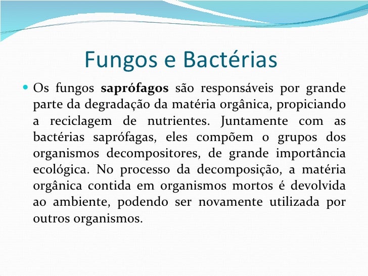 Fungos e bactérias