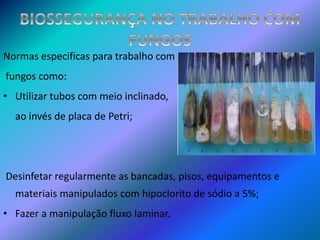 Normas especificas para trabalho com
fungos como:
• Utilizar tubos com meio inclinado,
ao invés de placa de Petri;
Desinfetar regularmente as bancadas, pisos, equipamentos e
materiais manipulados com hipoclorito de sódio a 5%;
• Fazer a manipulação fluxo laminar.
 