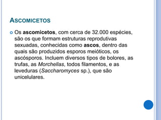 ASCOMICETOS
 Os ascomicetos, com cerca de 32.000 espécies,
são os que formam estruturas reprodutivas
sexuadas, conhecidas como ascos, dentro das
quais são produzidos esporos meióticos, os
ascósporos. Incluem diversos tipos de bolores, as
trufas, as Morchellas, todos filamentos, e as
leveduras (Saccharomyces sp.), que são
unicelulares.
 