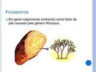 FICOMICETOS
 Em geral vulgarmente conhecido como bolor de
pão causado pelo gênero Rhizopus.
 