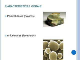 CARACTERÍSTICAS GERAIS:
 Pluricelulares (bolores)
 unicelulares (leveduras)
 