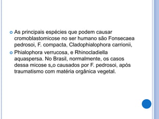  As principais espécies que podem causar
cromoblastomicose no ser humano são Fonsecaea
pedrosoi, F. compacta, Cladophialophora carrionii,
 Phialophora verrucosa, e Rhinocladiella
aquaspersa. No Brasil, normalmente, os casos
dessa micose s„o causados por F. pedrosoi, após
traumatismo com matéria orgânica vegetal.
 