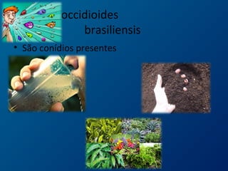 paracoccidioides
brasiliensis
• São conídios presentes
 
