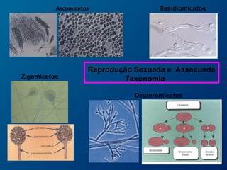 Ascomicetos Basidiomicetos
Zigomicetos
Deuteromicetos
Reprodução Sexuada e Assexuada
Taxonomia
 