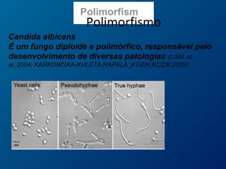 Candida albicans
É um fungo diploide e polimórfico, responsável pelo
desenvolvimento de diversas patologias (LIMA et
al.,2004; KARKOWSKA-KULETA;RAPALA_KOZIK;KOZIK,2009)
Polimorfismo
 
