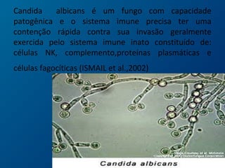 Candida albicans é um fungo com capacidade
patogênica e o sistema imune precisa ter uma
contenção rápida contra sua invasão geralmente
exercida pelo sistema imune inato constituído de:
células NK, complemento,proteínas plasmáticas e
células fagocíticas (ISMAIL et al.,2002)
 