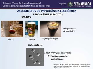 PRODUÇÃO DE ALIMENTOS
ASCOMICETOS DE IMPORTÂNCIA ECONÔMICA
Ciências, 7º Ano do Ensino Fundamental
Descrição das várias características do reino Fungi
Aspergillus niger
Refrigerantes
Ácido cítrico
BEBIDAS
CervejaVinho
Saccharomyces cerevisiae
Produção de cerveja,
pão, etanol...
Biotecnologia
Imagens : (A) PRA / GNU Free Documention License / (B) Bjarki
Sigursveinsson / Public Domain / (C) pic_p_ter / Public Domain /
(D) Masur / Public Domain.
 