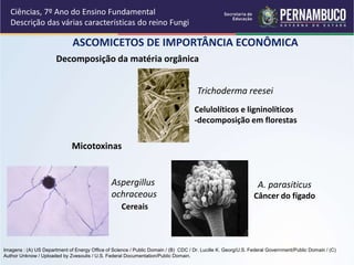 ASCOMICETOS DE IMPORTÂNCIA ECONÔMICA
Ciências, 7º Ano do Ensino Fundamental
Descrição das várias características do reino Fungi
Trichoderma reesei
Decomposição da matéria orgânica
Celulolíticos e ligninolíticos
-decomposição em florestas
Micotoxinas
Aspergillus
ochraceous
A. parasiticus
Câncer do fígado
Cereais
Imagens : (A) US Department of Energy Office of Science / Public Domain / (B) CDC / Dr. Lucille K. Georg/U.S. Federal Government/Public Domain / (C)
Author Unknow / Uploaded by Zvesoulis / U.S. Federal Documentation/Public Domain.
 