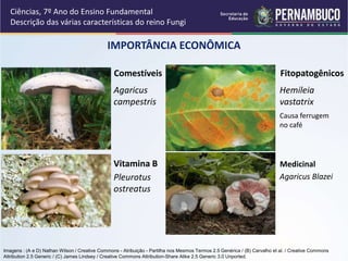 IMPORTÂNCIA ECONÔMICA
Ciências, 7º Ano do Ensino Fundamental
Descrição das várias características do reino Fungi
Hemileia
vastatrix
Agaricus
campestris
Agaricus Blazei
Comestíveis Fitopatogênicos
Medicinal
Pleurotus
ostreatus
Vitamina B
Causa ferrugem
no café
Imagens : (A e D) Nathan Wilson / Creative Commons - Atribuição - Partilha nos Mesmos Termos 2.5 Genérica / (B) Carvalho et al. / Creative Commons
Attribution 2.5 Generic / (C) James Lindsey / Creative Commons Attribution-Share Alike 2.5 Generic 3.0 Unported.
 