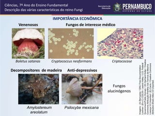 Decompositores de madeira
IMPORTÂNCIA ECONÔMICA
Ciências, 7º Ano do Ensino Fundamental
Descrição das várias características do reino Fungi
Amylostereum
areolatum
Cryptococcus neoformans Criptococose
Fungos de interesse médico
Boletus satanas
Venenosos
Fungos
alucinógenos
Psilocybe mexicana
Anti-depressivos
Imagens:(A)Bernypisa/GNUFreeDocumentation
License/(BeC)CDC/Dr.LeanorHaley/U.S.Federal
Government/PublicDomain/(D)GerhardKoller/Creative
CommonsAtribuição-PartilhanosTermosdaMesma
Licença3.0Unported/(E)Cactu/CreativeCommons
Attribution-ShareAlike3.0Unported.
 