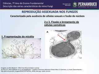 REPRODUÇÃO ASSEXUADA NOS FUNGOS
Ciências, 7º Ano do Ensino Fundamental
Descrição das várias características do reino Fungi
Caracterizada pela ausência de células sexuais e fusão de núcleos
2 e 3. Fissão e brotamento de
células somáticas
1. Fragmentação do micélio
Imagens: (a) Bob Blaylock / GNU Free Documentation License
(b) Prof. Dr. Gerd Gellissen a.k.a. Kunzegellissen / Creative Commons Attribution-Share Alike 2.0 Germany. (c) Autor Desconhecido /
http://phil.cdc.gov/phil_images/20030722/16/PHIL_4238_lores.jpg / public domain.
 