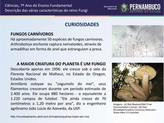 Ciências, 7º Ano do Ensino Fundamental
Descrição das várias características do reino Fungi
CURIOSIDADES
FUNGOS CARNÍVOROS
Há aproximadamente 50 espécies de fungos carnívoros.
Arthrobotryx anchonia captura nematoides, através de
armadilhas em forma de anel que estrangulam a presa.
A MAIOR CRIATURA DO PLANETA É UM FUNGO
Descoberta apenas em 1996: ele cresce sob o solo da
Floresta Nacional de Malheur, no Estado do Oregon,
Estados Unidos.
Armillaria ostoyae ou "cogumelo do mel", seus
filamentos cresceram durante um período estimado de
2.400 anos. Ele ocupa 880 hectares - o equivalente a
1.220 campos de futebol. "Ele ainda cresce de 70
centímetros a 1,20 metro por ano", diz o engenheiro
agrônomo João Lúcio de Azevedo, da USP.
Imagens : (A) Bob Blaylock/GNU Free
Documentation License / (B) Alan
Rockefeller/Creative Commons Attribution-
Share Alike 3.0 Unported.
http://mundoestranho.abril.com.br/materia/qual-eo-maior-ser-vivo
 