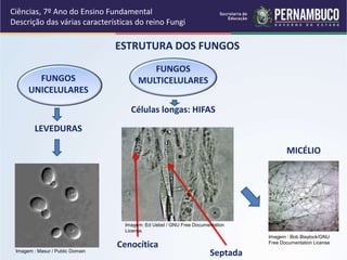 Ciências, 7º Ano do Ensino Fundamental
Descrição das várias características do reino Fungi
ESTRUTURA DOS FUNGOS
FUNGOS
UNICELULARES
LEVEDURAS
Células longas: HIFAS
MICÉLIO
Cenocítica
Septada
FUNGOS
MULTICELULARES
Imagem : Masur / Public Domain
Imagem : Bob Blaylock/GNU
Free Documentation License
Imagem: Ed Uebel / GNU Free Documentation
License.
 