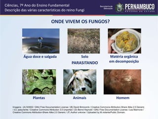 Ciências, 7º Ano do Ensino Fundamental
Descrição das várias características do reino Fungi
ONDE VIVEM OS FUNGOS?
Água doce e salgada Solo Matéria orgânica
em decomposiçãoPARASITANDO
Plantas Animais Homem
Imagens : (A) fir0002 / GNU Free Documentation License / (B) David Brinicomb / Creative Commons Attribution-Share Alike 2.0 Generic
/ (C) Jplauriente / Creative Commons Attribution 3.0 Unported / (D) Bernd Haynold / GNU Free Documentation License / Lea Maimone /
Creative Commons Attribution-Share Alike 2.0 Generic / (F) Author unknow / Uploaded by M.violante/Public Domain.
 