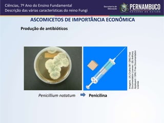 ASCOMICETOS DE IMPORTÂNCIA ECONÔMICA
Ciências, 7º Ano do Ensino Fundamental
Descrição das várias características do reino Fungi
Produção de antibióticos
Penicillium notatum Penicilina
Imagens:(A)Crulina98/GNUFree
DocumentationLicense/(B)Anthony
Appleyard/GNUFreeDocumentation
License
 