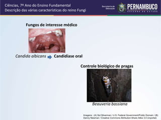 Ciências, 7º Ano do Ensino Fundamental
Descrição das várias características do reino Fungi
Beauveria bassiana
Controle biológico de pragas
Fungos de interesse médico
Candida albicans Candidíase oral
Imagens : (A) Sol Silverman / U.S. Federal Government/Public Domain / (B)
Danny Newman / Creative Commons Attribution-Share Alike 3.0 Unported.
 