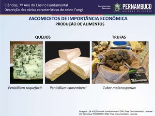 PRODUÇÃO DE ALIMENTOS
ASCOMICETOS DE IMPORTÂNCIA ECONÔMICA
Ciências, 7º Ano do Ensino Fundamental
Descrição das várias características do reino Fungi
QUEIJOS TRUFAS
Penicillium camembertiPenicillium roqueforti Tuber melanosporum
Imagens : (A e B) Dominik Hundhammer / GNU Free Documentation License /
(C) Véronique PAGNIER / GNU Free Documentation License.
 