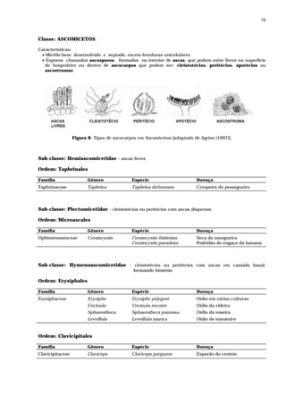10



Classe: ASCOMICETOS

Características:
 • Micélio bem desenvolvido e septado, exceto leveduras unicelulares
 • Esporos chamados ascosporos, formados no interior de ascas, que podem estar livres na superfície
   do hospedeiro ou dentro de ascocarpos que podem ser: cleistotécios, peritécios, apotécios ou
   ascostromas




                  Figura 8. Tipos de ascocarpos em Ascomicetos [adaptado de Agrios (1997)].



Sub-classe: Hemiascomicetidae - ascas livres

Ordem: Taphrinales

Família                  Gênero              Espécie                      Doença
Taphrinaceae             Taphrina            Taphrina deformans           Crespeira do pessegueiro




Sub-classe: Plectomicetidae - cleistotécios ou peritécios com ascas dispersas

Ordem: Microascales

Família                  Gênero              Espécie                      Doença
Ophiostomataceae         Ceratocystis        Ceratocystis fimbriata       Seca da mangueira
                                             Ceratocystis paradoxa        Podridão do engaço da banana




Sub-classe: Hymenoascomicetidae - cleistotécios ou peritécios com ascas em camada basal,
                                              formando himênio

Ordem: Erysiphales

Família                  Gênero              Espécie                      Doença
Erysiphaceae             Erysiphe            Erysiphe polygoni            Oídio em várias culturas
                         Uncinula            Uncinula necator             Oídio da videira
                         Sphaerotheca        Sphaerotheca pannosa         Oídio da roseira
                         Leveillula          Leveillula taurica           Oídio do tomateiro


Ordem: Clavicipitales

Família                  Gênero              Espécie                      Doença
Clavicipitaceae          Claviceps           Claviceps purpurea           Esporão do centeio
 