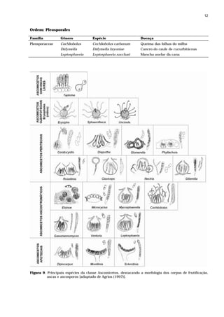 12



Ordem: Pleosporales

Família          Gênero             Espécie                     Doença
Pleosporaceae    Cochliobolus       Cochliobolus carbonum       Queima das folhas do milho
                 Didymella          Didymella bryoniae          Cancro do caule de cucurbitáceas
                 Leptosphaeria      Leptosphaeria sacchari      Mancha anelar da cana




Figura 9. Principais espécies da classe Ascomicetos, destacando a morfologia dos corpos de frutificação,
          ascas e ascosporos [adaptado de Agrios (1997)].
 