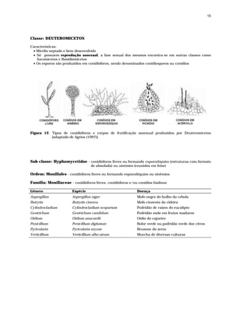 15




Classe: DEUTEROMICETOS

Características:
 • Micélio septado e bem desenvolvido
 • Só possuem reprodução assexual, a fase sexual dos mesmos encontra-se em outras classes como
   Ascomicetos e Basidiomicetos
 • Os esporos são produzidos em conidióforos, sendo denominados conidiosporos ou conídios




Figura 12. Tipos de conidióforos e corpos de frutificação assexual produzidos por Deuteromicetos
           [adaptado de Agrios (1997)].




Sub-classe: Hyphomycetidae - conidióforos livres ou formando esporodóquios (estruturas com formato
                                   de almofada) ou sinêmios (reunidos em feixe)

Ordem: Moniliales - conidióforos livres ou formando esporodóquios ou sinêmios

Família: Moniliaceae - conidióforos livres, conidióforos e/ou conídios hialinos

Gênero                  Espécie                               Doença
Aspergillus             Aspergillus niger                     Mofo negro do bulbo da cebola
Botrytis                Botrytis cinerea                      Mofo cinzento da videira
Cylindrocladium         Cylindrocladium scoparium             Podridão de raízes do eucalipto
Geotrichum              Geotrichum candidum                   Podridão mole em frutos maduros
Oidium                  Oidium anacardii                      Oídio do cajueiro
Penicillium             Penicillium digitatum                 Bolor verde ou podridão verde dos citros
Pyricularia             Pyricularia oryzae                    Brusone do arroz
Verticillium            Verticillium albo-atrum               Murcha de diversas culturas
 