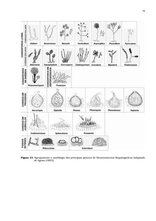 18




Figura 13. Agrupamento e morfologia dos principais gêneros de Deuteromicetos fitopatogênicos [adaptado
           de Agrios (1997)].
 