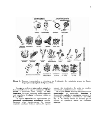3




Figura 3. Esporos representativos e estruturas de frutificação dos principais grupos de fungos
          fitopatogênicos [adaptado de Agrios (1997)].


    Os esporos podem ser assexuais e sexuais. A     sexuais são resultantes da união de núcleos
fase associada com os esporos assexuais e micélio   compatíveis, seguido de meiose e mitose.
estéril é conhecida como estágio ou fase                Os órgãos sexuais do fungo são chamados de
imperfeita do fungo, enquanto aquela associada      gametângios.     O    gametângio    feminino é
com a produção de zigoto e chamada estágio ou       denominado oogônio ou ascogônio, enquanto o
fase perfeita.                                      gametângio masculino é denominado anterídio
    Os esporos assexuais são representados por      (Fig. 4). As células sexuais ou núcleos que se
zoosporos, conidiosporos, uredosporos e outros,     fundem na reprodução sexual são chamados
formados pelas transformações do sistema            gametas.
vegetativo sem haver fusão de núcleos. Os esporos
 