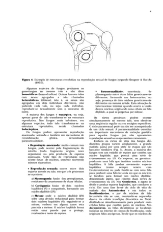 4




Figura 4. Exemplo de estruturas envolvidas na reprodução sexual de fungos [segundo Krugner & Bacchi
          (1995)].

    Algumas espécies de fungos produzem os
gametângios no mesmo talo e são ditos                   •    Parassexualidade:     ocorrência     de
homotálicos (hermafroditas). Outras formam talos        plasmogamia entre duas hifas geneticamente
com    sexos   agregados     e   são   chamados         diferentes, formando um heterocarion, ou
heterotálicos (dióicos), isto é, os sexos são           seja, presença de dois núcleos geneticamente
agregados em dois indivíduos diferentes, não            diferentes na mesma célula. Esta situação de
podendo cada talo, ou seja, cada indivíduo,             heterocariose termina quando ocorre a união
reproduzir-se sexualmente sem o concurso de             destes núcleos originando uma célula ou hifa
outro.                                                  diplóide, a qual se perpetua por mitose.
    A maioria dos fungos é eucárpico, ou seja,
apenas parte do talo transforma-se na estrutura        Os     vários    processos    podem      ocorrer
reprodutiva. Nos fungos mais inferiores, em        simultaneamente no mesmo talo, sem obedecer
algumas espécies, todo talo transforma-se na       uma seqüência regular ou em estágios específicos.
estrutura    reprodutiva,     sendo    chamadas    O ciclo parassexual pode ou não ser acompanhado
holocárpicas.                                      de um ciclo sexual. A parassexualidade constitui
    Os fungos podem apresentar reprodução          um importante mecanismo de variação genética
assexuada, sexuada e também um mecanismo de        para aqueles fungos que não apresentam
recombinação         gênica,         denominado    reprodução sexual ou a apresentam raramente.
parassexualidade.                                      Embora os ciclos de vida dos fungos dos
                                                   distintos grupos variem amplamente, a grande
    • Reprodução assexuada: muito comum nos
                                                   maioria passa por uma série de etapas que são
    fungos, pode ocorrer pela fragmentação do
                                                   bastante similares (Fig. 5). Assim, a maioria dos
    micélio   (cada   fragmento  origina  novo
                                                   fungos tem um estádio de esporo que contém um
    organismo) ou pela produção de esporos
                                                   núcleo haplóide, que possui uma série de
    assexuais. Neste tipo de reprodução não
                                                   cromossomos ou 1N. Os esporos, ao germinar,
    ocorre fusão de núcleos, somente ocorrendo
                                                   produzem uma hifa que também contém núcleos
    mitoses sucessivas.
                                                   haplóides. A hifa produz novamente esporos
                                                   haplóides      (como     sempre      ocorre      com
    • Reprodução sexuada: ocorre entre dois
                                                   Deuteromicetos) ou pode fundir-se com uma hifa
    esporos móveis ou não, em que três processos
                                                   para produzir uma hifa fecunda em que os núcleos
    se sucedem:
                                                   se fundem para formar um núcleo diplóide,
       a) Plasmogamia: fusão dos protoplasmas,     denominado zigoto, que contém duas séries de
       resultante da anastomose de duas células.   cromossomos ou 2N. Nos Oomicetos, o zigoto se
       b) Cariogamia: fusão de dois núcleos        divide e produz esporos haplóides, que concluem o
       haplóides (N) e compatíveis, formando um    ciclo. Em uma fase breve do ciclo de vida da
       núcleo diplóide (2N).                       maioria dos Ascomicetos e em todos os
                                                   Basidiomicetos, o par de núcleos da hifa
       c) Meiose: onde o núcleo diplóide (2N)      fecundada não se une, mantendo-se separados
       sofre uma divisão reducional para formar    dentro da célula (condição dicariótica ou N+N),
       dois núcleos haplóides (N), seguindo-se a   dividindo-se simultaneamente para produzir mais
       mitose, embora em alguns casos esta         células hifas que contêm pares de núcleos. Nos
       preceda a meiose. O núcleo haplóide forma   Ascomicetos, as hifas dicarióticas se localizam
       então uma parede que o protege,             isoladas no interior de corpos de frutificação, onde
       recebendo o nome de esporo.                 originam hifas ascógenas, desde que os núcleos da
 