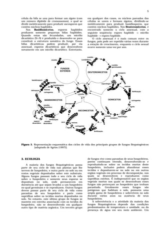 5

célula da hifa se una para formar um zigoto (com     em qualquer dos casos, os núcleos pareados das
um número diplóide de cromossomos), o qual se        células se unem e formam zigotos, dividindo-se
divide meióticamente para produzir ascosporos que    meióticamente para produzir basidiosporos, que
contêm núcleos haplóides.                            contém núcleos haplóides. Nos Deuteromicetos, é
    Nos     Basidiomicetos,    esporos   haplóides   encontrado somente o ciclo assexual, com a
produzem somente pequenas hifas haplóides.           seguinte seqüência: esporo haplóide → micélio
Quando estas são fecundadas, um micélio              haplóide → esporo haplóide.
dicariótico (N+N) é produzido e desenvolve-se para       O ciclo assexual é o mais comum entre os
constituir a estrutura somática do fungo. Essas      fungos, pois pode ser repetido várias vezes durante
hifas dicarióticas podem produzir, por via           a estação de crescimento, enquanto o ciclo sexual
assexual, esporos dicarióticos que desenvolvem       ocorre somente uma vez por ano.
novamente em um micélio dicariótico. Entretanto,




Figura 5. Representação esquemática dos ciclos de vida dos principais grupos de fungos fitopatogênicos
          [adaptado de Agrios (1997)].



3. ECOLOGIA                                          de fungos vive como parasitas de seus hospedeiros,
                                                     porém continuam vivendo, desenvolvendo-se e
    A maioria dos fungos fitopatogênicos passa       reproduzindo-se sobre os tecidos mortos deste
parte de seu ciclo de vida nas plantas que lhe       hospedeiro, inclusive podem abandonar esses
servem de hospedeiro, e outra parte no solo ou em    tecidos e depositarem-se no solo ou em outros
restos vegetais depositados sobre este substrato.    orgãos vegetais em processo de decomposição, nos
Alguns fungos passam todo o seu ciclo de vida        quais se desenvolvem e reproduzem como
sobre o hospedeiro e somente seus esporos se         saprófitas estritos. É indispensável que os orgãos
depositam no solo, onde permanecem em                vegetais mortos nos quais se desenvolvam esses
dormência até que sejam levados a um hospedeiro      fungos não pertençam ao hospedeiro que tenham
no qual germinam e se reproduzem. Outros fungos      parasitado.    Geralmente     esses   fungos   são
devem passar parte de seu ciclo de vida como         patógenos que habitam o solo, possuem uma
parasitas de seu hospedeiro e parte como             ampla gama de hospedeiros e sobrevivem no solo
saprófitas sobre os tecidos mortos depositados no    durante vários anos na ausência de seus
solo. No entanto, este último grupo de fungos se     hospedeiros.
mantém em estreita associação com os tecidos do          A sobrevivência e a atividade da maioria dos
hospedeiro, não se desenvolvendo em qualquer         fungos fitopatogênicos depende das condições
outro tipo de matéria orgânica. Um terceiro grupo    predominantes de temperatura e umidade, ou da
                                                     presença de água em seu meio ambiente. Um
 