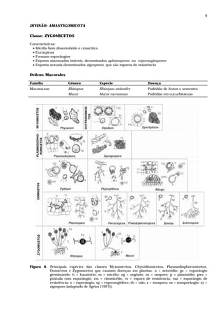 8


DIVISÃO: AMASTIGOMICOTA

Classe: ZYGOMICETOS

Características:
 • Micélio bem desenvolvido e cenocítico
 • Eucárpicos
 • Formam esporângios
 • Esporos assexuados imóveis, denominados aplanosporos ou esporangiosporos
 • Esporos sexuais denominados zigosporos, que são esporos de resistência

Ordem: Mucorales

Família                Gênero             Espécie                      Doença
Mucoraceae             Rhizopus           Rhizopus stolonifer          Podridão de frutos e sementes
                       Mucor              Mucor racemosus              Podridão em cucurbitáceas




Figura 6. Principais espécies das classes Myxomicetos, Chytridiomicetos, Plasmodiophoromicetos,
          Oomicetos e Zygomicetos que causam doenças em plantas. a = anterídio; gs = esporângio
          germinando; h = haustório; m = micélio; og = oogônio; os = oosporo; p = plasmódio; pws =
          pústula com esporângio; rm = rizomicélio; rs = esporo de resistência; rsa = esporângio de
          resistência; s = esporângio; sp = esporangióforo; th = talo; z = zoosporo; zs = zoosporângio; zy =
          zigosporo [adaptado de Agrios (1997)].
 