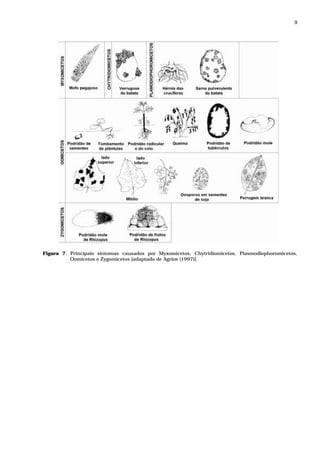 9




Figura 7. Principais sintomas causados por Myxomicetos, Chytridiomicetos, Plasmodiophoromicetos,
          Oomicetos e Zygomicetos [adaptado de Agrios (1997)].
 