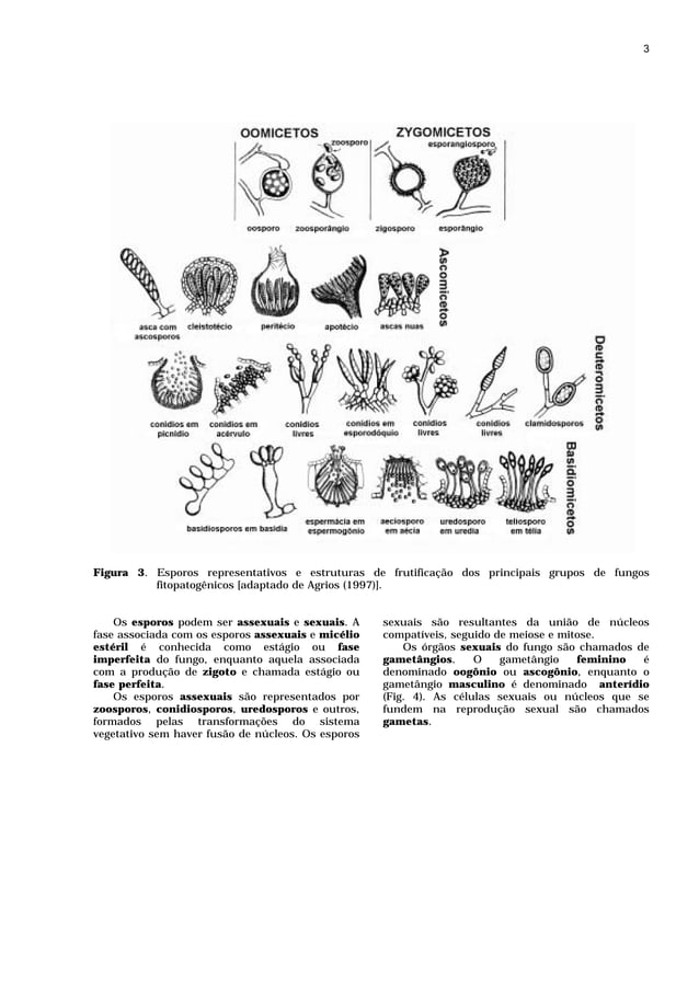 Fungos fitopatogenicos