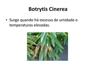 Botrytis Cinerea
• Surge quando há excesso de umidade e
temperaturas elevadas.
 