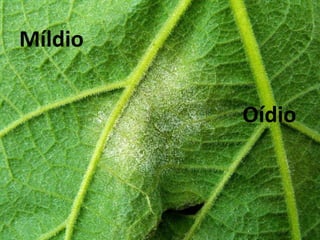 Míldio
Oídio
 