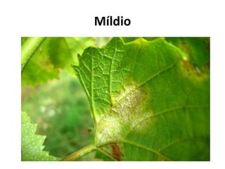 Míldio
 
