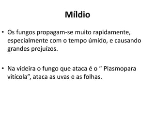 Míldio
• Os fungos propagam-se muito rapidamente,
especialmente com o tempo úmido, e causando
grandes prejuízos.
• Na videira o fungo que ataca é o “ Plasmopara
vitícola”, ataca as uvas e as folhas.
 