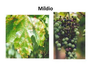 Míldio
 