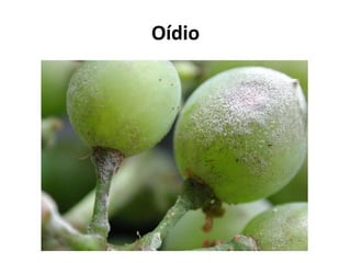 Oídio
 