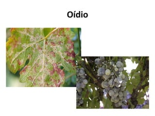 Oídio
 