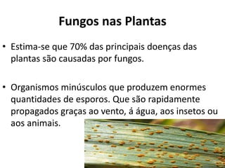 Fungos nas Plantas
• Estima-se que 70% das principais doenças das
plantas são causadas por fungos.
• Organismos minúsculos que produzem enormes
quantidades de esporos. Que são rapidamente
propagados graças ao vento, á água, aos insetos ou
aos animais.
 