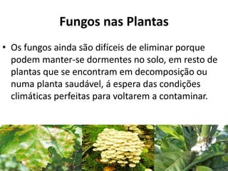 Fungos nas Plantas
• Os fungos ainda são difíceis de eliminar porque
podem manter-se dormentes no solo, em resto de
plantas que se encontram em decomposição ou
numa planta saudável, á espera das condições
climáticas perfeitas para voltarem a contaminar.
 