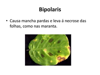 Bipolaris
• Causa mancha pardas e leva á necrose das
folhas, como nas maranta.
 